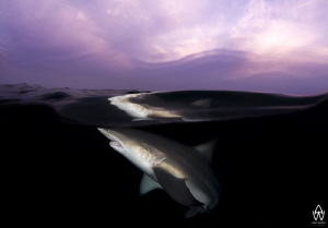 Oceanic Black Tip close to the surface at last light. by Allen Walker 
